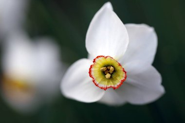 Beyaz nergis bahar çiçeği