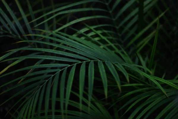深黑色背景的绿色棕榈叶 图库照片