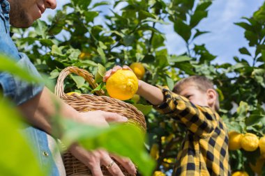 Gülümseyen genç çiftçi, oğlu hasat ediyor, limon topluyor.