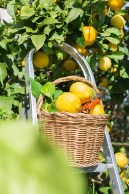 Meyve bahçesinde taze organik limonlarla dolu sepet, hasat, toplamalar...