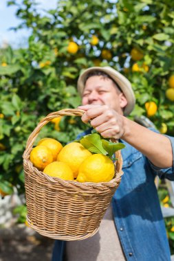 Gülümseyen genç çiftçi meyve bahçesinden limon topluyor.