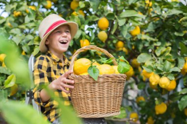 Gülümseyen genç çiftçi çocuk meyve bahçesinden limon topluyor.