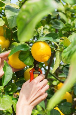 Kadın çiftçi, elinde budama makinesiyle limon topluyor.
