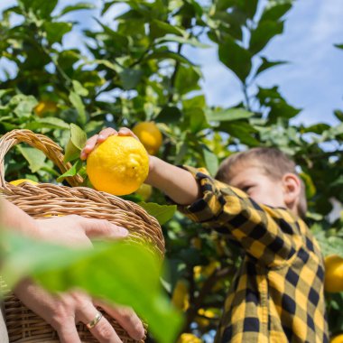 Gülümseyen genç çiftçi, oğlu hasat ediyor, limon topluyor.