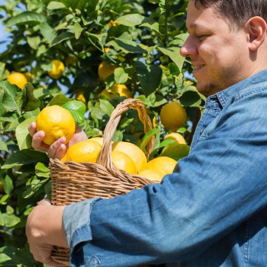 Gülümseyen genç çiftçi meyve bahçesinden limon topluyor.