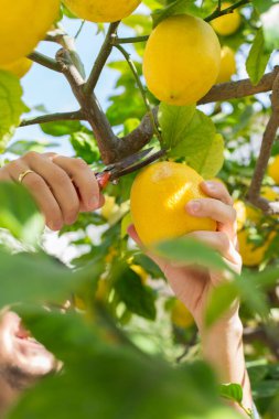 Gülümseyen genç çiftçi meyve bahçesinden limon topluyor.