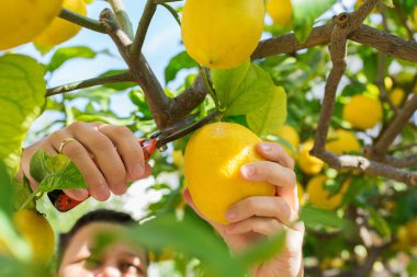 Gülümseyen genç çiftçi meyve bahçesinden limon topluyor.
