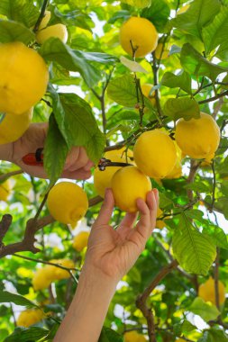 Gülümseyen genç çiftçi meyve bahçesinden limon topluyor.