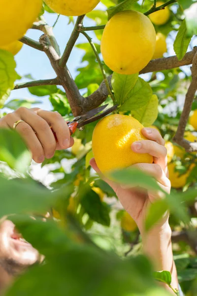 Gülümseyen genç çiftçi meyve bahçesinden limon topluyor.