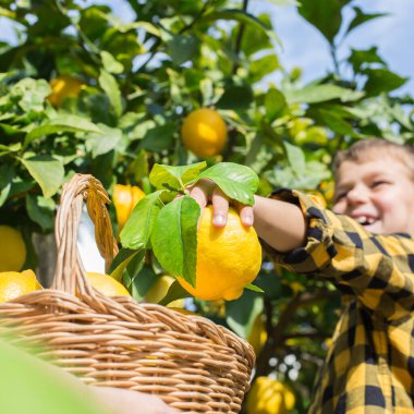 Gülümseyen genç çiftçi, oğlu hasat ediyor, limon topluyor.