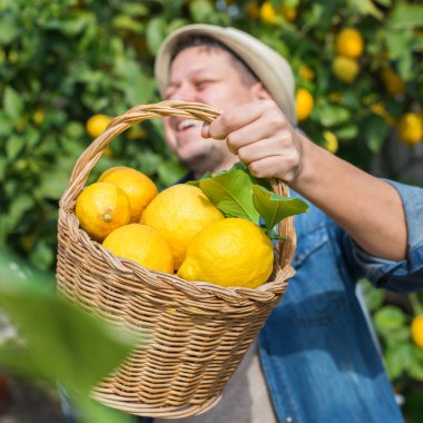 Gülümseyen genç çiftçi meyve bahçesinden limon topluyor.