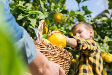 Gülümseyen genç çiftçi, oğlu hasat ediyor, limon topluyor.