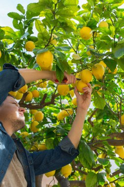 Gülümseyen genç çiftçi meyve bahçesinden limon topluyor.