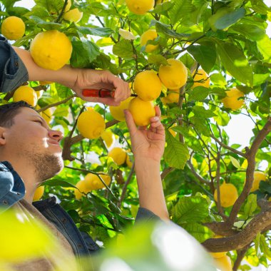 Gülümseyen genç çiftçi meyve bahçesinden limon topluyor.
