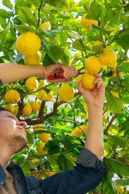 Gülümseyen genç çiftçi meyve bahçesinden limon topluyor.