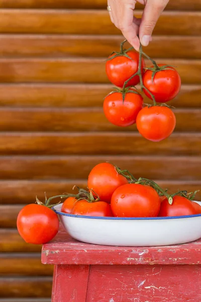 Red fresh tomatoes on a branch, local food and produce — Stock Photo, Image