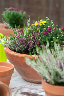 Sonbahar çiçekli terracotta tencereleri, açık hava kompozisyonu 