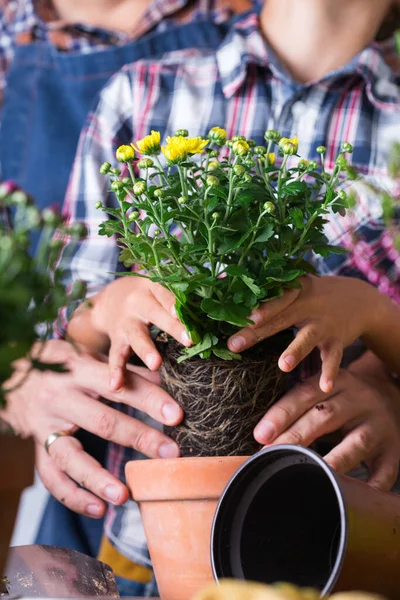 Il bambino aiuta a padre piantare fiori. Tempo in famiglia a casa — Foto Stock