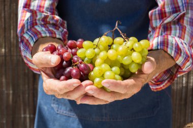 Elele tutuşan kıdemli adam üzüm hasadı yapıyor.