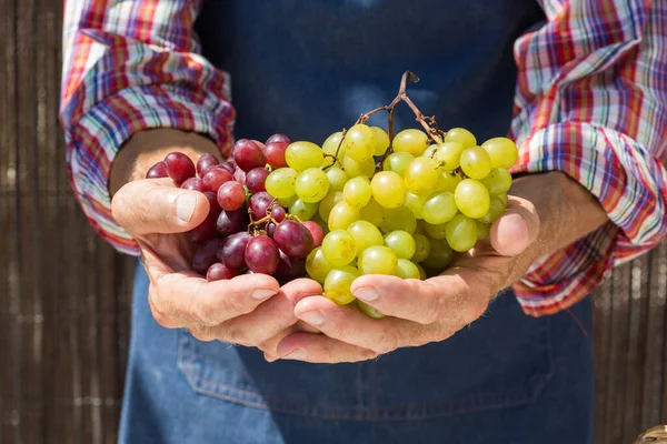 Homme âgé tenant en mains la récolte du raisin — Photo
