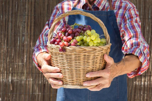 Homme âgé tenant en mains la récolte du raisin — Photo