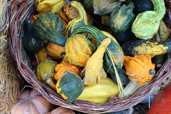 Halloween dynia pole tła obrazu — Zdjęcie stockowe