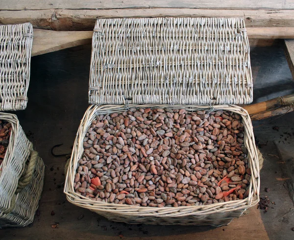 Granos de cacao crudos — Foto de Stock