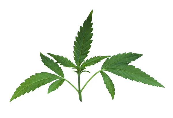 Dettaglio foglie di marijuana verde — Foto Stock