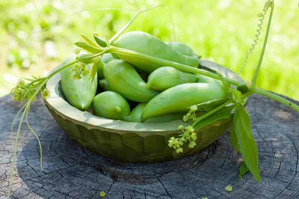 Achocha Cyclanthera Pedata Здорові Овочі Які Мексиці — стокове фото