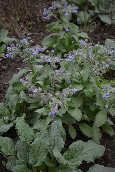 牧草地に咲くボラージュ ボラーゴ のイメージを閉じます ボラーゴの芳醇な草と調味料 — ストック写真