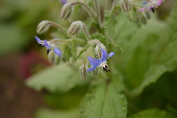 Close Image Borage Blossom Borago Officinalis Meadow Borago Melliferous Grass — Stock Photo, Image