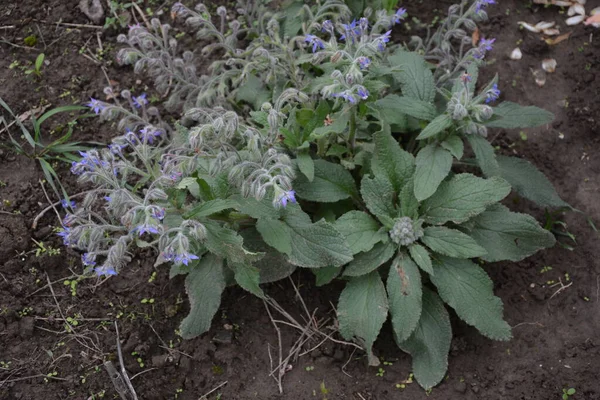 Blisko Obraz Kwitnącego Borago Borago Officinalis Łące Borago Melliferous Trawa — Zdjęcie stockowe