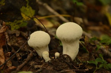 white mushroom of Lycoperdon growing among dry fallen leaves in forest. Mushroom in wood. Wild mushrooms Lycoperdon perlatum. Common puffball growing in forest clipart
