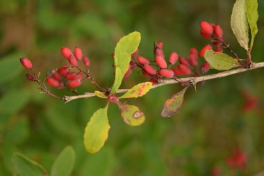 Barberry, Berberis vulgaris şubesi. Berberis thunbergii 'nin renkli doğal kırmızı meyveleri, Latin Berberis Coronita sonbaharda.