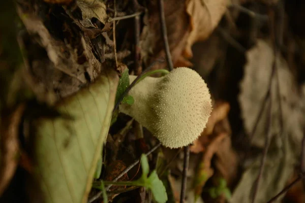 Cogumelo Branco Lycoperdon Que Cresce Entre Folhas Caídas Secas Floresta — Fotografia de Stock