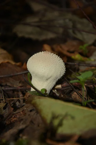 Champignon Blanc Lycoperdon Poussant Parmi Les Feuilles Sèches Tombées Dans — Photo