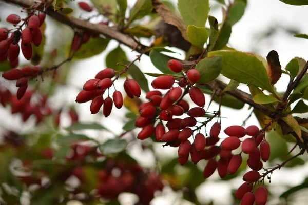 Barberry Υποκατάστημα Berberis Vulgaris Πολύχρωμα Φυσικά Κόκκινα Μούρα Berberis Thunbergii — Φωτογραφία Αρχείου