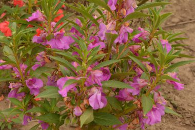 Sabırsız balsamina Herbaceous sapları, açık yeşil yapraklar kısa, pullu, kısa, çiçekli uzun bir sıra, birçok renk, oval şekil, ve sonra çiçek, güzel çiçek.