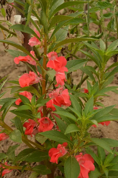 Impatiens Balsamina Steli Erbacei Verde Chiaro Foglie Sono Corte Squamose — Foto Stock