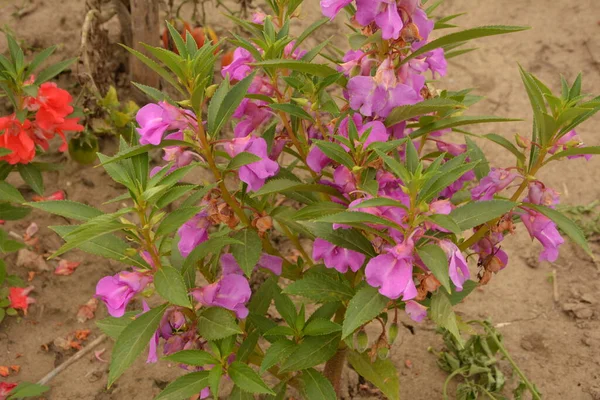 Impatiens balsamina Herbaceous stems, light green The leaves are short, scaly, short, with a blossom in a long row of flowers, many colors, oval shape, and then blossom, blooming beautiful.