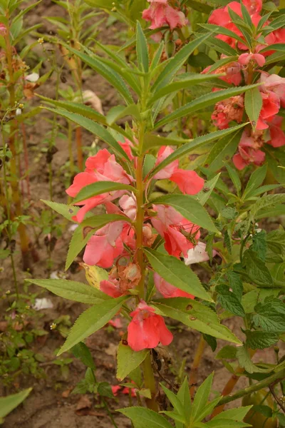 Impatiens Balsamina Örtartade Stjälkar Ljusgröna Bladen Korta Fjällande Korta Med — Stockfoto