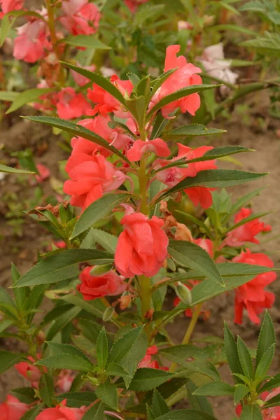 Impatiens Balsamina Ziołowe Łodygi Jasnozielone Liście Krótkie Łuskowate Krótkie Kwiatem — Zdjęcie stockowe