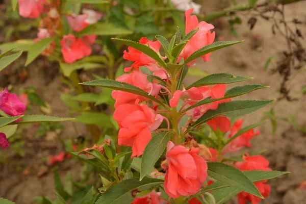 Impatiens Balsamina Örtartade Stjälkar Ljusgröna Bladen Korta Fjällande Korta Med — Stockfoto