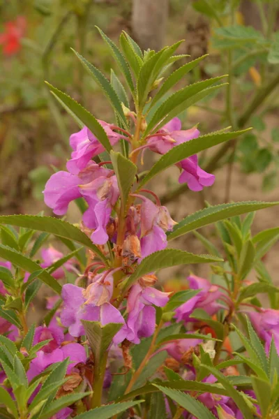 Sabırsız Balsamina Herbaceous Sapları Açık Yeşil Yapraklar Kısa Pullu Kısa — Stok fotoğraf