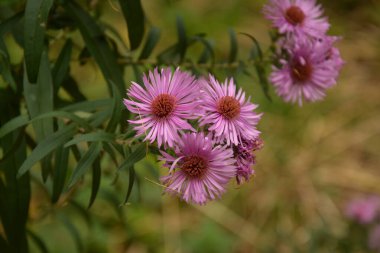 Aster (Aster dumosus) sonbahar bahçesinde. Sonbahar bitkisel Aster ve güzel çiçekler.