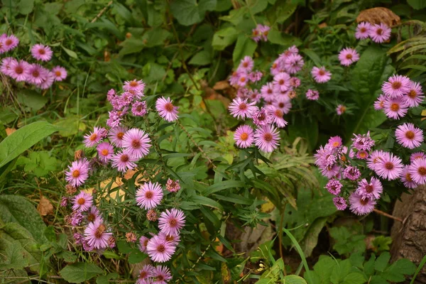 Aster Aster Dumosus Autumn Garden Autumn Perennial Aster Beautiful Flowers — Stock Photo, Image