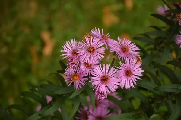 Aster Aster Dumosus Höstträdgård Hösten Perenn Aster Med Vackra Blommor — Stockfoto