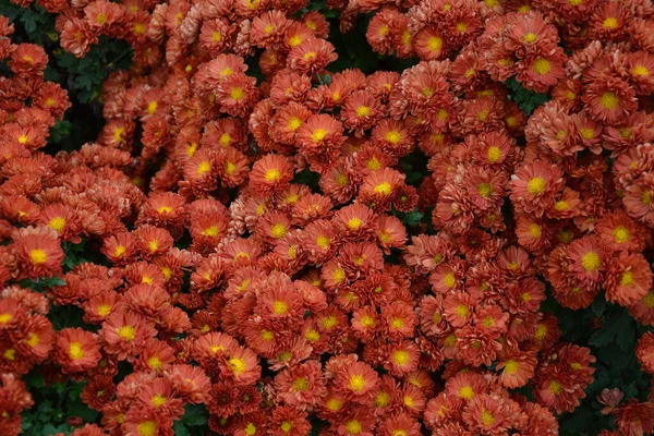 Flowerbed Chrysanthemum Flowers Beautiful Composition Public Park Beautiful Background Flowers — Stock Photo, Image