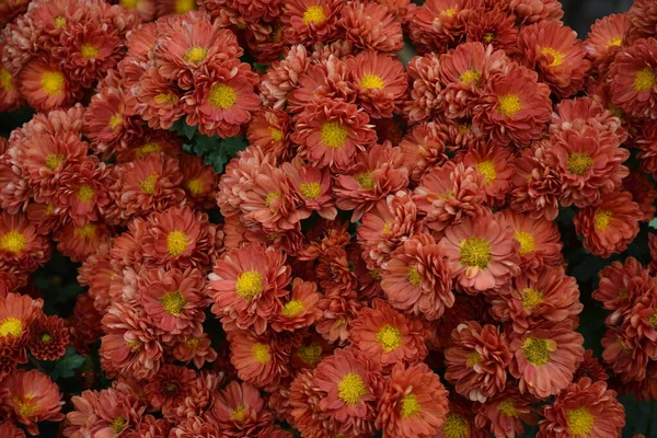 Canteiro Flores Com Flores Crisântemo Bela Composição Parque Público Belo — Fotografia de Stock