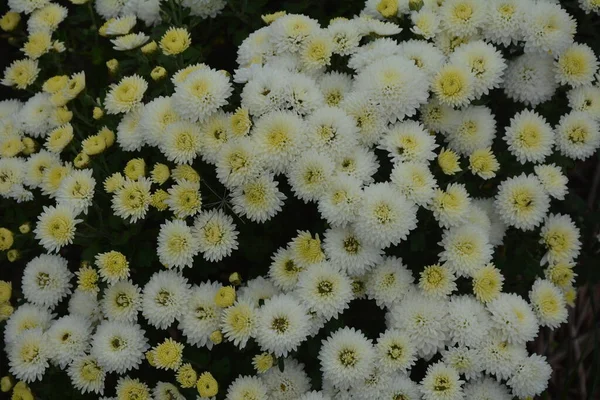 Virágágyás Krizantém Virágokkal Gyönyörű Kompozíció Egy Nyilvános Parkban Gyönyörű Virágháttér — Stock Fotó